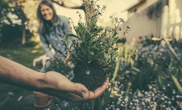 planting gardening flowers plant garden growing botanical soil hand