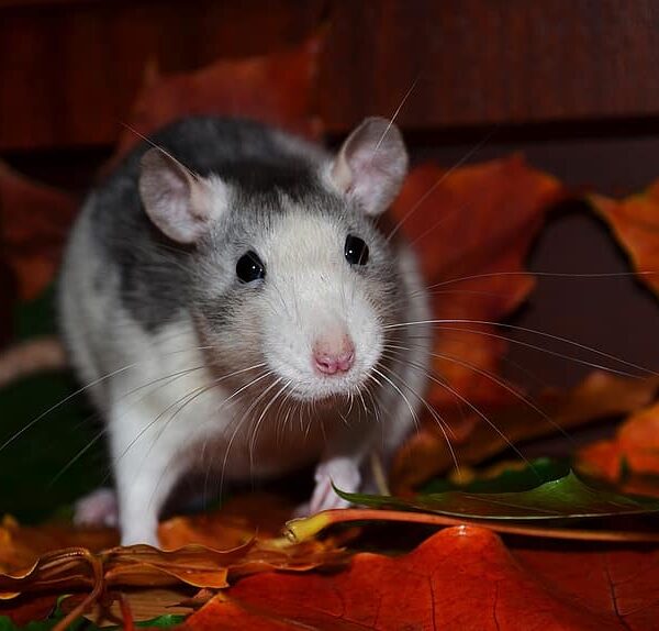 Easy Guide: How to Get Rid of Rats in Backyard