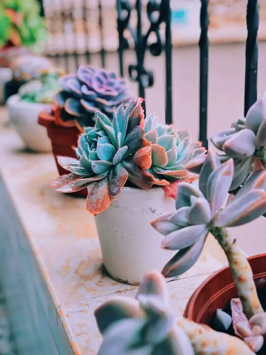 planting succulents in the front yard