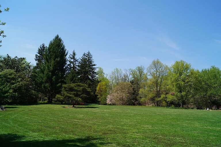 Backyard Ideas Without Fence Home & Garden