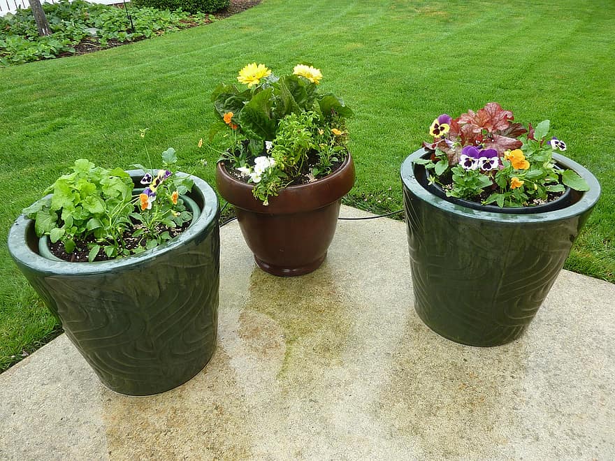 flowers pots patio potted containers garden plant plants container