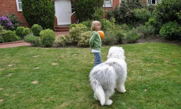 bobtail dog child young boy fellig play ball fun