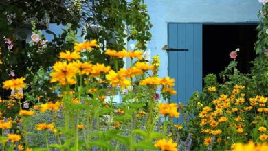 farm thatched roofs cottage garden garden flower meadow flora summer farmhouse village 1 1