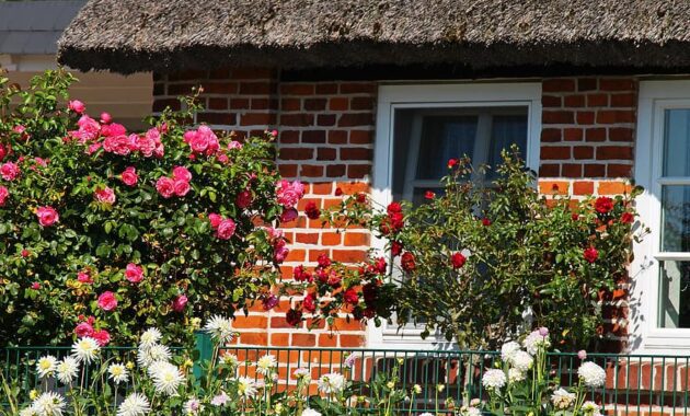 farmhouse front yard rugen island flower garden cottage garden thatched roofs country house high stem roses roses