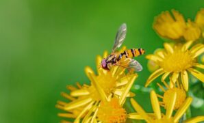 hoverfly and nature