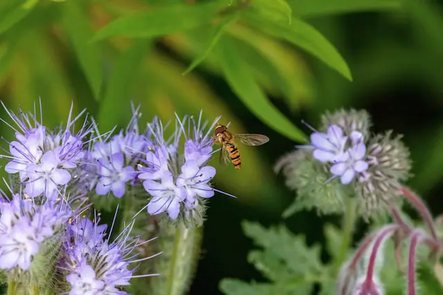 hoverfly - get rid of hoverflies