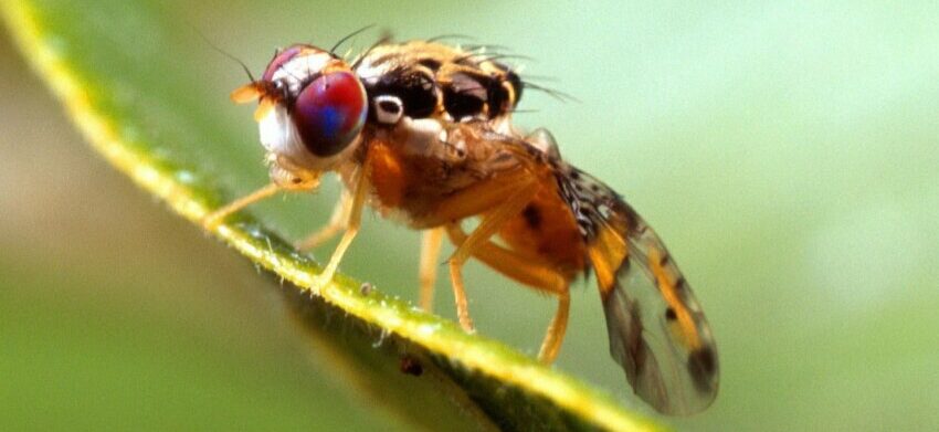 fruit flies