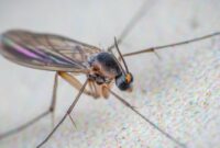 gnats