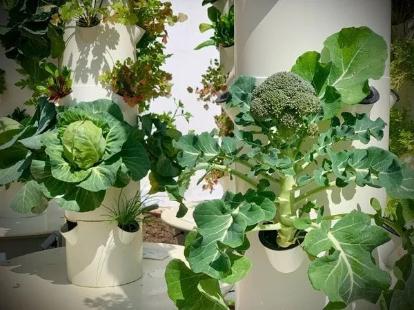 Broccoli plant