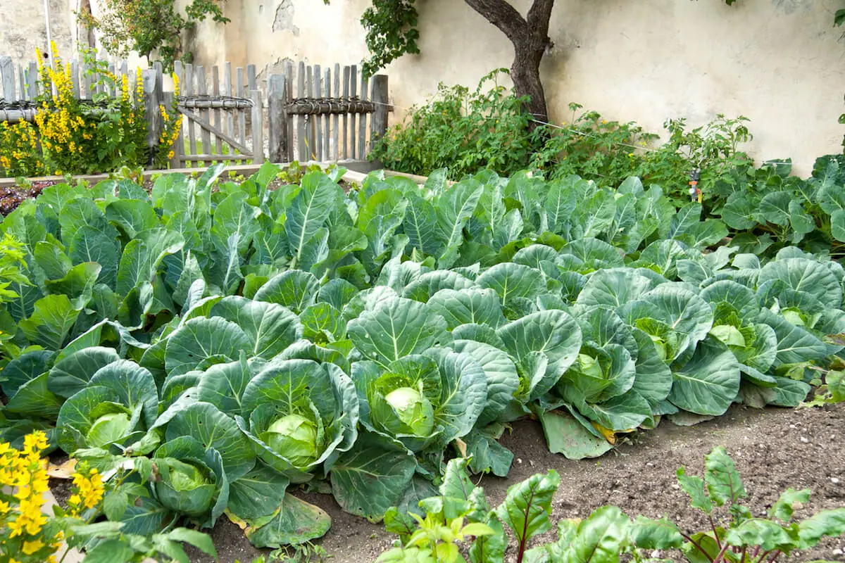 cabbage garden