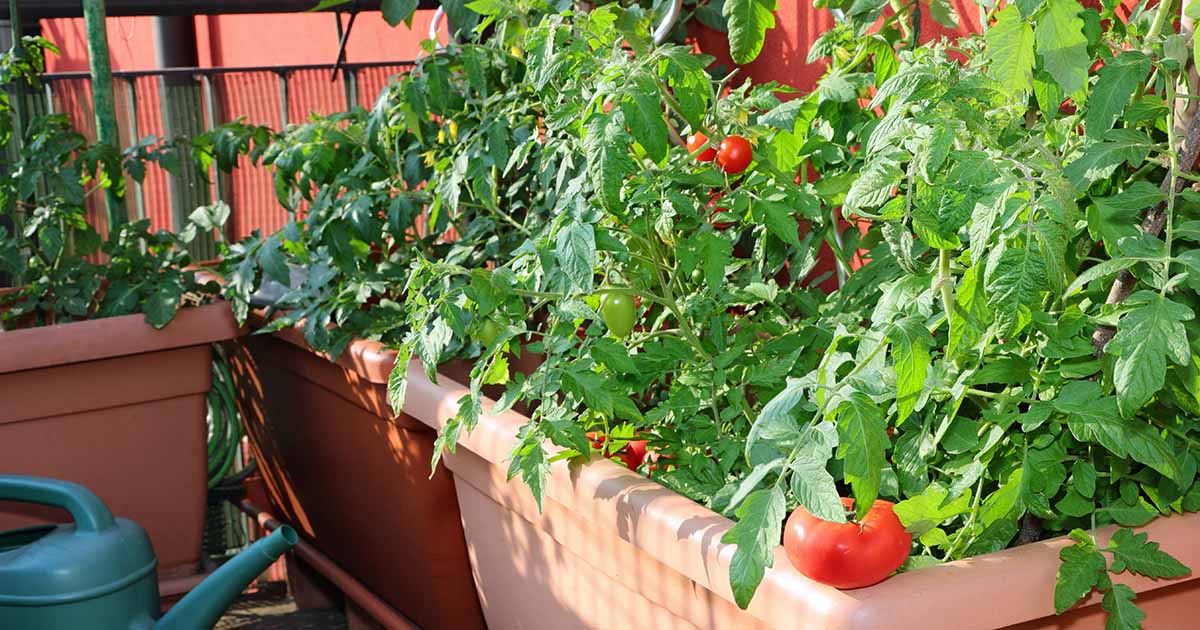 tomatoes garden