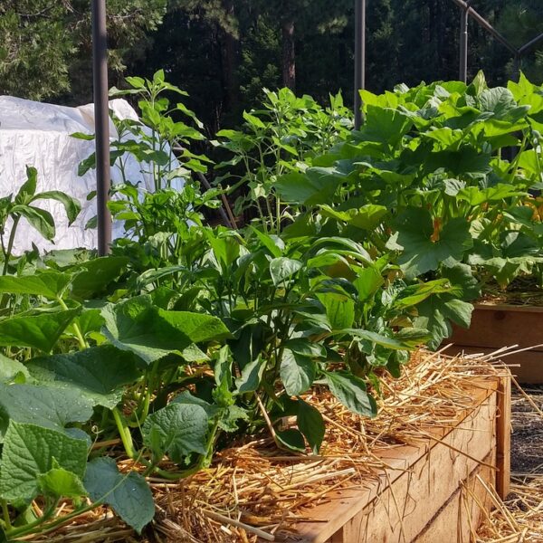 43 Grow Fresh Flavor: Inspiring Vegetable Garden Ideas for Everyone