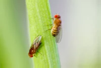 How to Get Rid of Fruit Flies