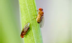 How to Get Rid of Fruit Flies