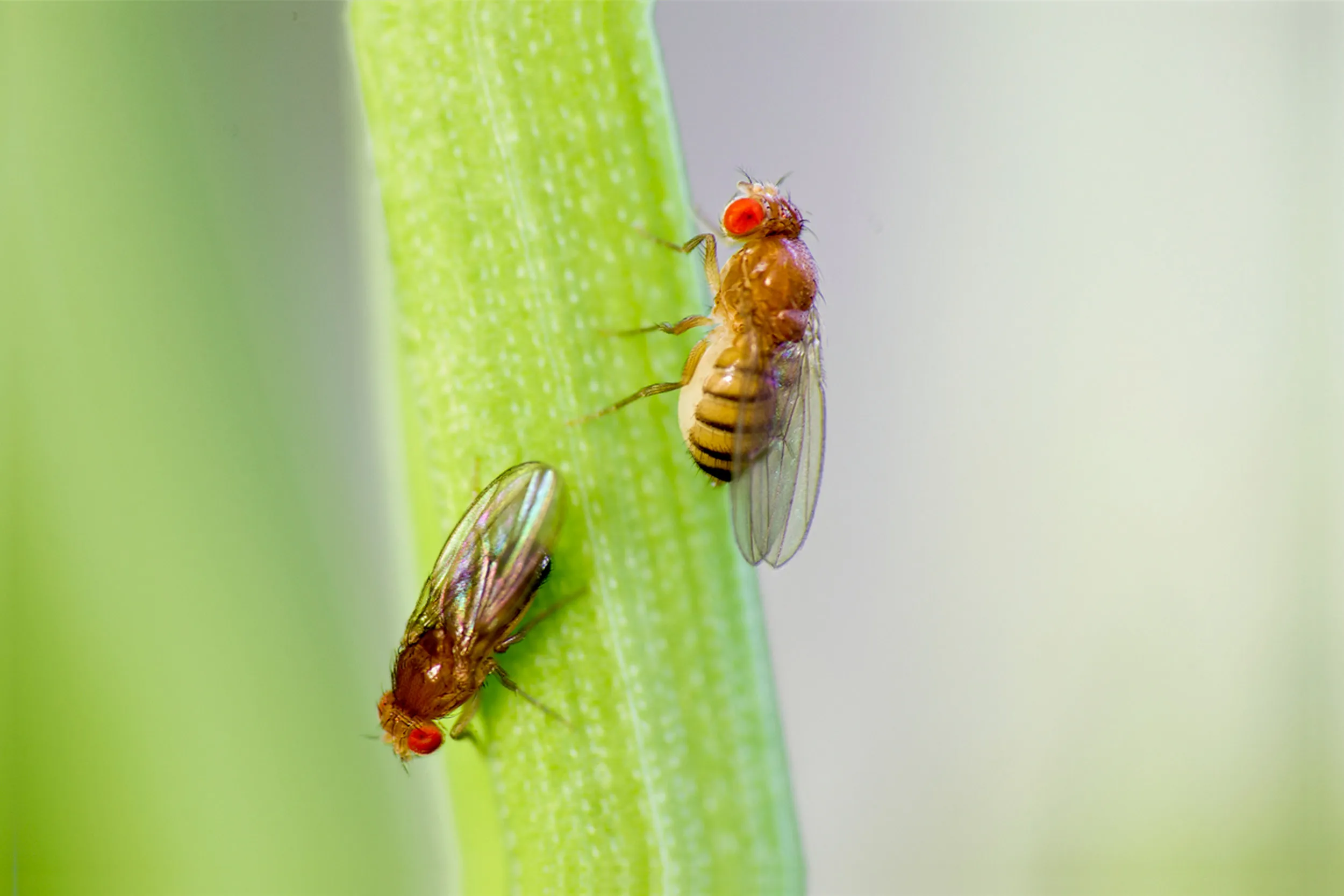 How to Get Rid of Fruit Flies