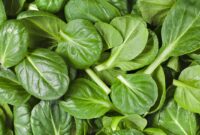 Choose Good Spinach