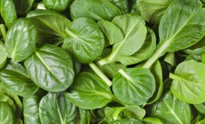 Choose Good Spinach