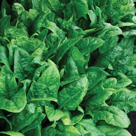 Flat Leaf Spinach (Smooth Leaf)