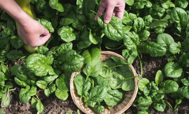 Plant Spinach