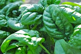 Savoy Spinach