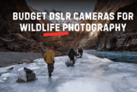Budget DSLR Cameras for Wildlife Photography Budget DSLR Cameras for Wildlife Photography